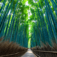 京都嵐山半日徒步之旅