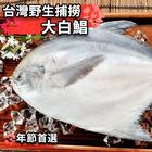 網購推薦-野生大白鯧500g