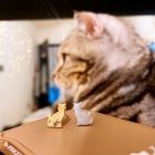 網購推薦-乘載思念的小貓銀針耳環